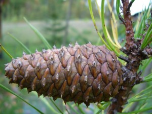 fruit pin rigide (pinus rigida)